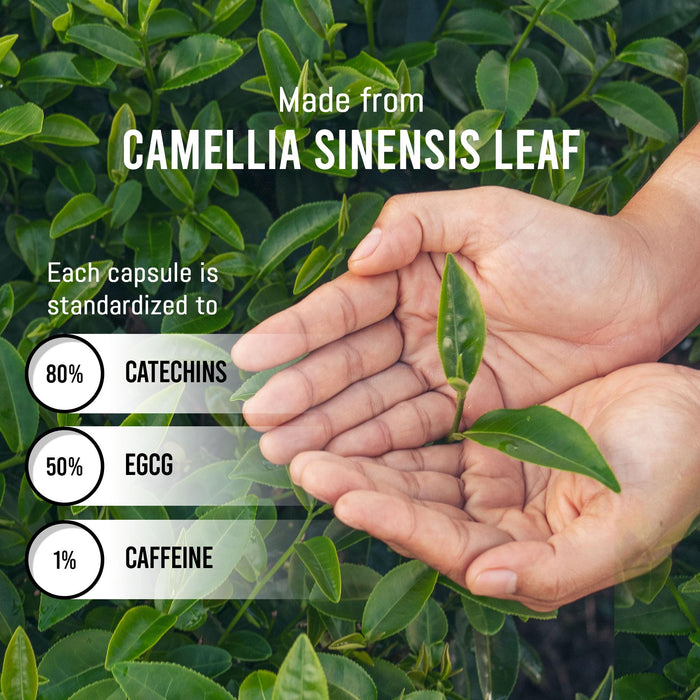 Green Tea Extract (120 Capsules)