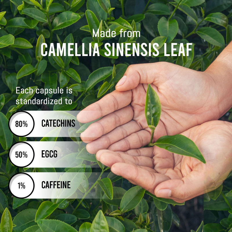 Green Tea Extract (120 Capsules)